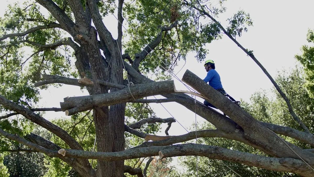 Professional Crown Thinning performed by certified arborists in Funkstown