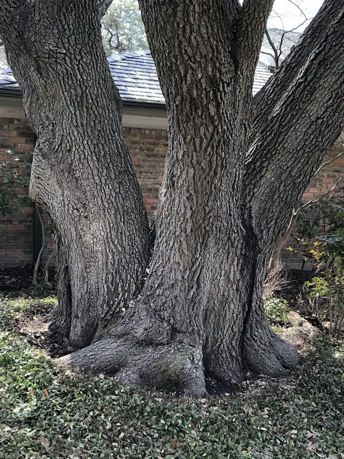 Mature heritage tree close to a Funkstown property cared for by certified arborists
